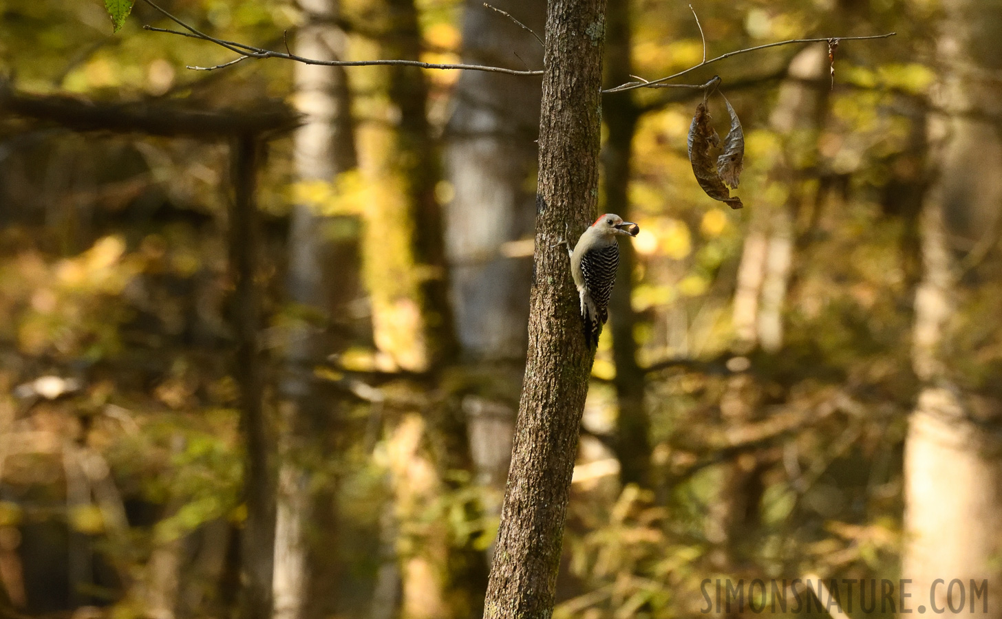 Melanerpes carolinus [400 mm, 1/500 sec at f / 7.1, ISO 2500]